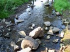 Picture for song 'Rugg Ratts' by artist 'DJ Whitetoothpick'