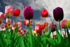 Picture for song 'Where Have All The Flowers Gone melody' by artist 'Fred Snider'