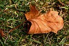 Picture for song 'Falling_ Hopelessly' by artist 'Kitty Rivers'