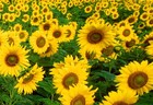 Picture for song 'Sunflowers' by artist 'Klaatu (CT)'