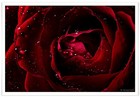 Picture for song 'Bloody Rose **PD**' by artist 'Lonestar Beatz'