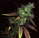 Picture for song 'Smokin On Dat Purp (22/3/2012).mp3' by artist 'Rich Teezy Beats'