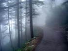 Picture for song 'MorningMist' by artist 'Sammi George'