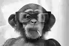 Picture for song 'Music Monkey-The groove' by artist 'VOICE OF FRACTALS'