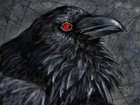 Picture for song 'Black raven' by artist 'Zlata Dzardanova'