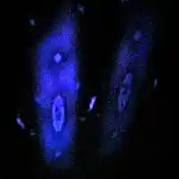 Picture for song '12.rain, deer and games wip' by artist 'BGN'