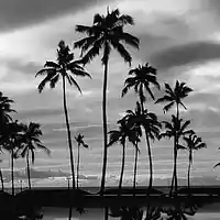 Picture for song 'Beaches (TyDolla/Wiz/ChrisBrown)' by artist 'Cooarri'