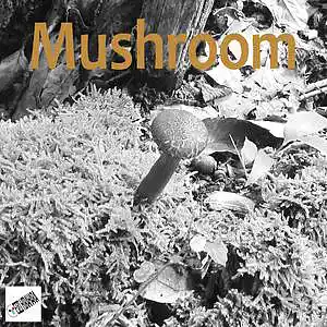 Picture for song 'Mushroom' by artist 'Eizi Hirahara'