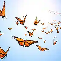 Picture for song 'Butterflies (always)' by artist 'The Bad Son'