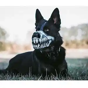 Picture for song 'Guitar type beat - Wicked dog' by artist 'ClanFromOne'