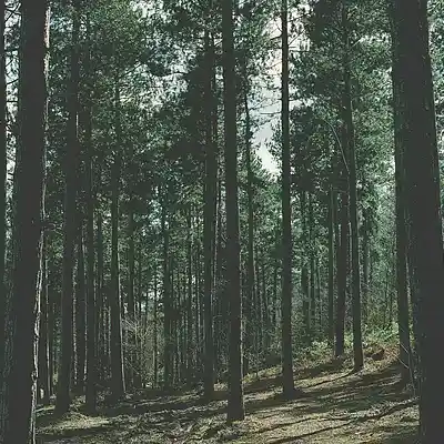 Picture for song 'Hotel California - Shoegaze x Alternative beat' by artist 'Demonbeatss'