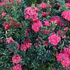 Picture for song 'Rod Danz-Jack And Diane' by artist 'Rod Danz'