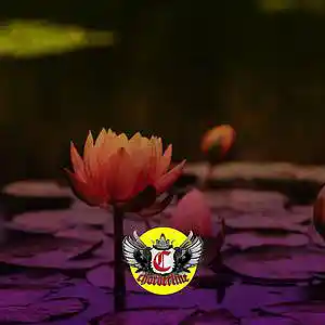 Picture for song 'LOTUS (Gunna Lil Baby Type Beat)' by artist 'Chorderline'