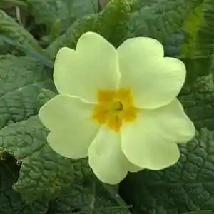 Picture for song 'teddys blue' by artist 'Clivey Macdougall'