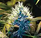 Picture for song 'GOOD MAN' by artist 'GNA PRODUCTIONS'