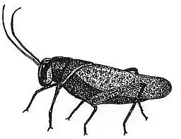 Picture for song 'Cricket Song' by artist 'Dave Berry'