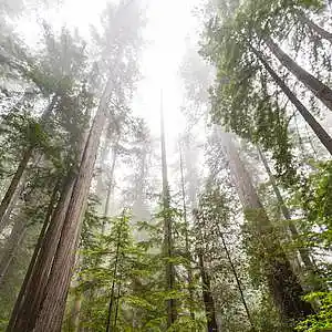 Picture for song 'Silence Type Beat' by artist 'AcrylicBeats'