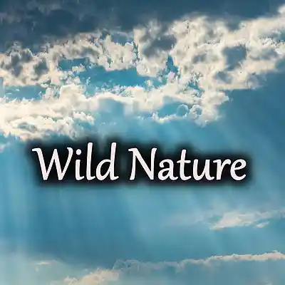 Picture for song 'Wild nature' by artist 'Alejandro Paris (IT)'