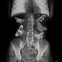Picture for song 'Butterflies (@SupaCrankIt) ' by artist 'Supa Crank It'