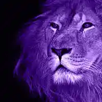 Picture for song '(NEW) King Of The Jungle' by artist 'LEXI BANKS'