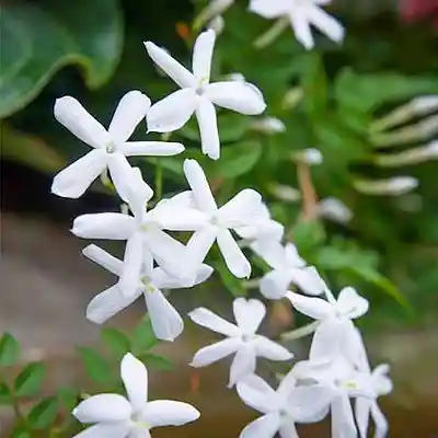 Picture for song 'The Smell Of Jasmine' by artist 'Pete Moss and the Weed Wackers'