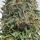 Picture for song 'I SMOKE A LOT.MP3' by artist 'IN THE CITY PRODUCTIONS'