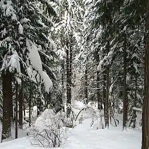 Picture for song 'The Fool' by artist 'HungryLarry'