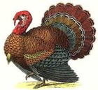 Picture for song 'Turkey Jump - new 3-4-11' by artist 'Mary Elizabeth Wallace'