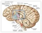 Picture for song 'leave your brain behind' by artist 'peter cree'