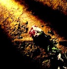 Picture for song 'Trampled Roses' by artist 'Psyve'