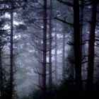 Picture for song 'Lonely Sunday' by artist 'Seangle'