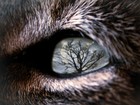 Picture for song 'The Knight (BEAT FREE DL)' by artist 'SintaKk'