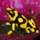 Picture for song 'Poison ***NEW*** T-34 Productions' by artist 'T-34 Productions'