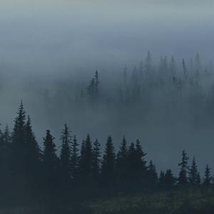 Picture for song 'Forest - Brennan Savage type beat' by artist 'VXAQ'