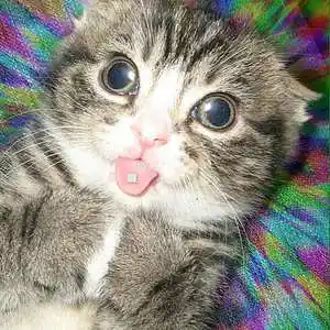 Picture for song 'Fujunbutsu - Trap Beat' by artist 'Fujunbutsu'