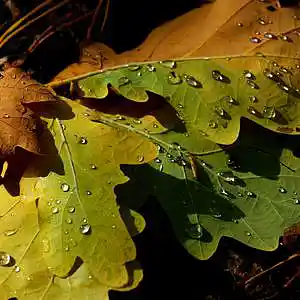 Picture for song 'Autumn Leaves (88 BPM)' by artist 'SHUTZescu'