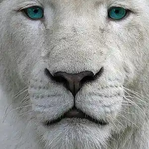 Picture for song 'SLAYER - THE ZOO(instr)' by artist 'SLAYER2'