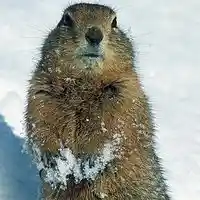 Picture for song 'Arctic Ground Squirrel' by artist 'Viking Blues'