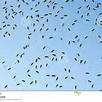 Picture for song 'HOF -gtr4(fx)' by artist 'The Billy Shears Experience'