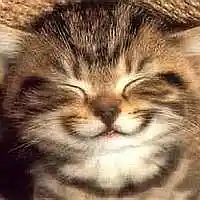 Picture for song 'FEEL GOOD' by artist 'Alexis VAN EECKHOUT'