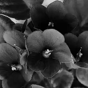 Picture for song 'Violets are Blue Beat Prod. Auzz Dark Emo Beat' by artist 'Auzz'