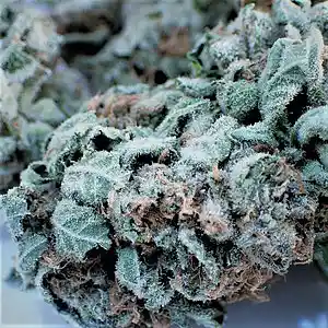 Picture for song 'Sativa (Prod. D-Productions)' by artist 'D-Productions'