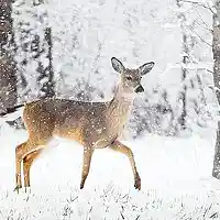 Picture for song 'Snow Deer (Banjo)' by artist 'Vickie H'