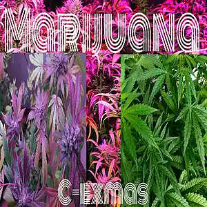 Picture for song 'MARIJUANA' by artist 'C-EXMAS'