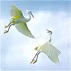 Picture for song 'Come fly with me' by artist 'Not For Your Average Rapper'