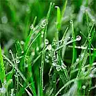 Picture for song 'The Search For Greener Grass' by artist 'The Happy Hour'