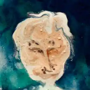 Picture for song 'Hear' by artist 'Black Chalk'