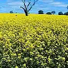 Picture for song 'Bumblebees and Butterflies' by artist 'Dan (Dags) Grossmann'