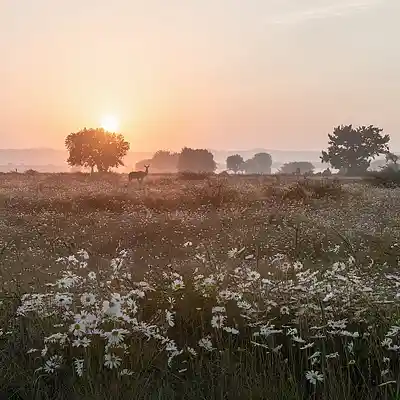 Picture for song '*B1G4 Free + 50 OFF* Sunrise - Chilled Spacey Emo' by artist 'chef8audio'