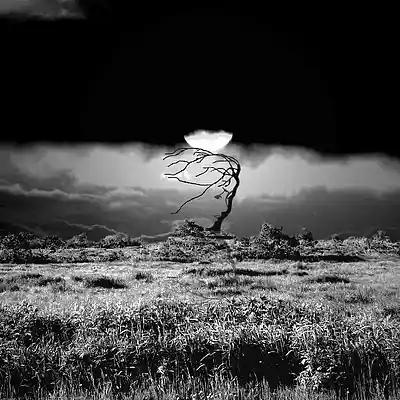 Picture for song 'Lost in the Wilderness Prt I Gloomy Hip-Hop Beat' by artist 'Cleno Jovanni'